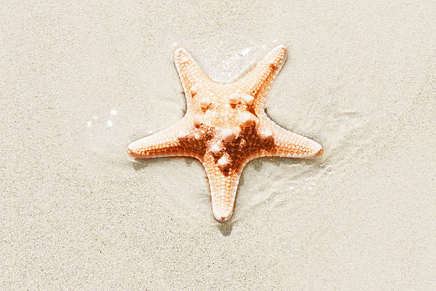 haut et séchage: étoile de mer sur la plage de sable - knobbly photos et images de collection