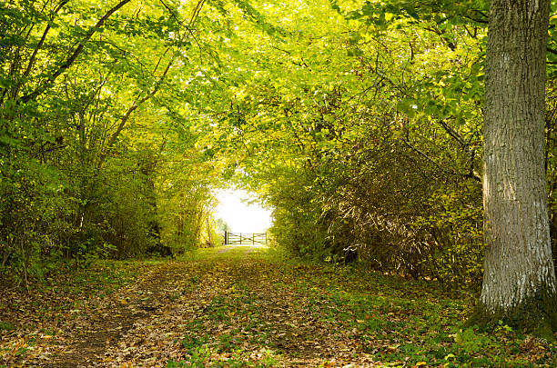 Tunnel of leaves at a country road in early autumn