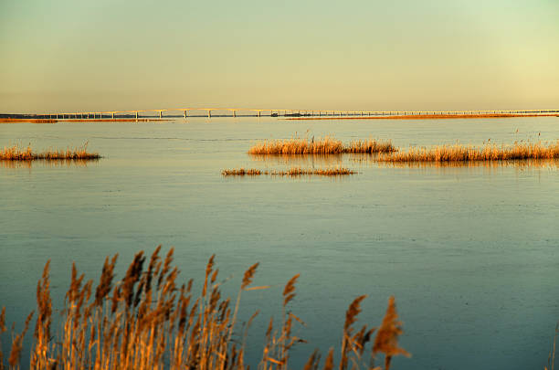 Reed beds in calm water with thin ice and the Oland bridge in the background. From the coast of the island Oland in Sweden. The Swedish island Oland, the island of sun and wind, is located in the Baltic Sea just off the coast of mainland Sweden. The nature and landscapes of Oland is unique with a special light and a wide range of different nature types.