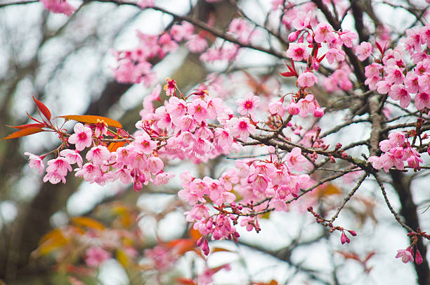 istock Cherry blossom(Sakura) in Chiang Mai, Thailand 469962625
