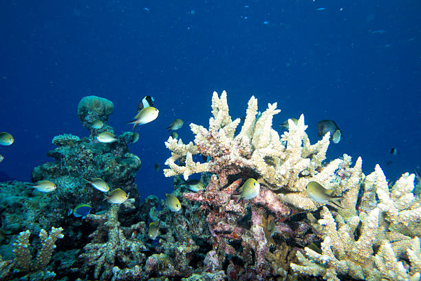 istock diving in colorful reef underwater 469963376