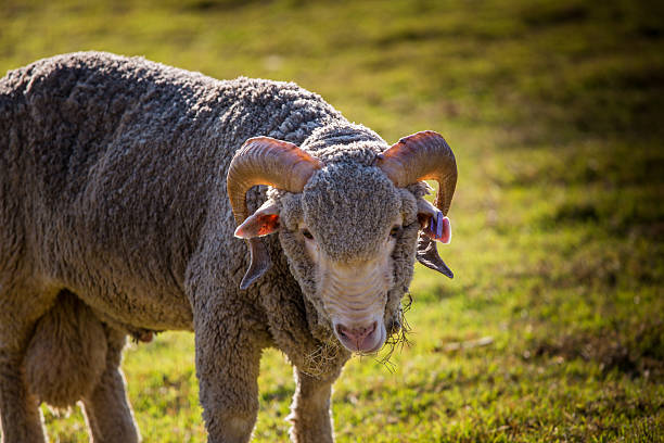 lana merino - lamb merino sheep sheep focus on foreground foto e immagini stock