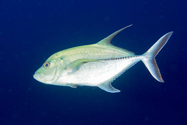 istock Giant trevally tuna caranx fish 469964150