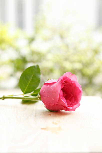 istock beautiful pink rose flower 469964965