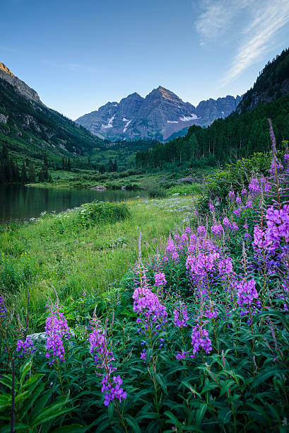 Maroon Bells with Pink Flowers Summer landscape view of majestic mountain peaks and wildflowers.  Aspen, Colorado, USA. flower mountain fireweed wildflower stock pictures, royalty-free photos & images