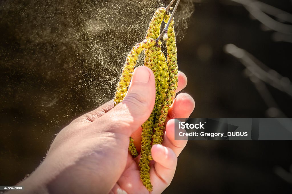 Pollenkorn fliegen von Birke catkins im Frühling - Lizenzfrei Pollen Stock-Foto