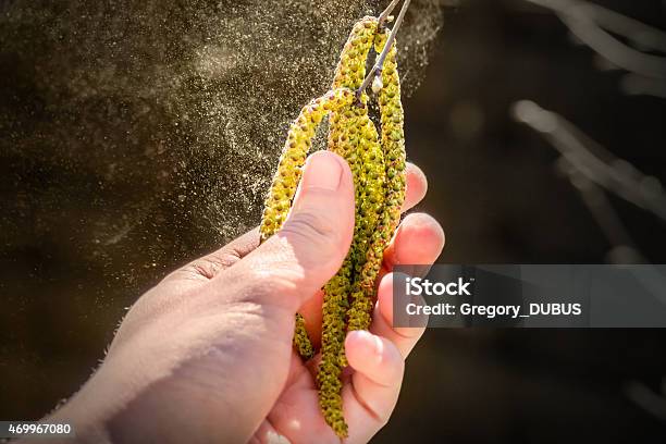 Pollenkorn Fliegen Von Birke Catkins Im Frühling Stockfoto und mehr Bilder von Pollen - Pollen, Birke, Allergie