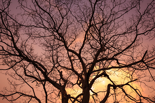 Beautiful sunset through dry branches tree against orange colored sky