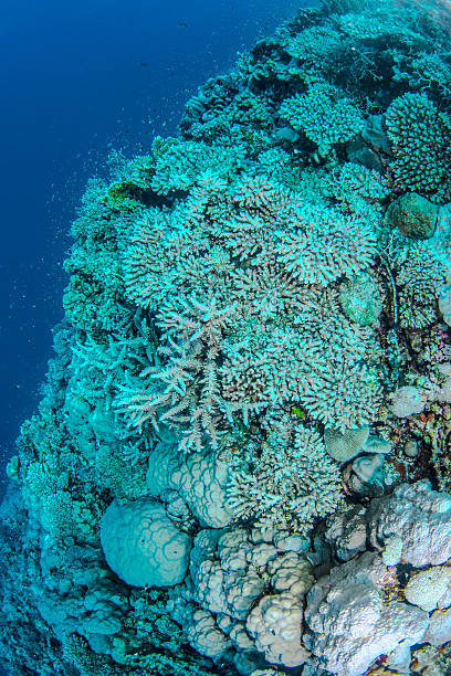 Tropical Reef A reef in Egypt deep sea staghorn coral school of fish stock pictures, royalty-free photos & images