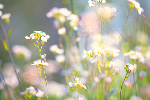 istock Summer meadow with Shepherd's purse [Capsella bursa-pastoris] 469967934
