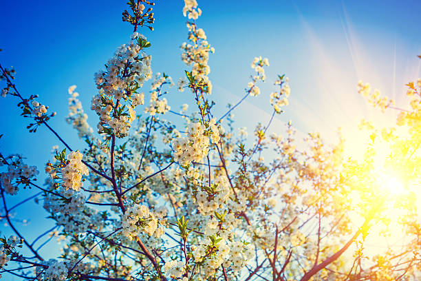 istock cherry tree flowers and sunrise floral background instagram stil 469968576