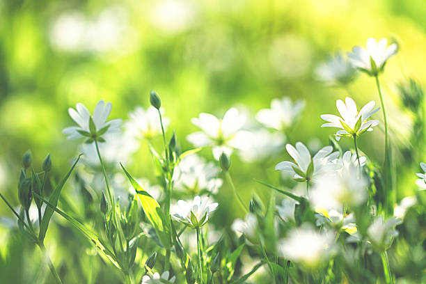 istock chickweed /Stellaria holostea in spring 469969442