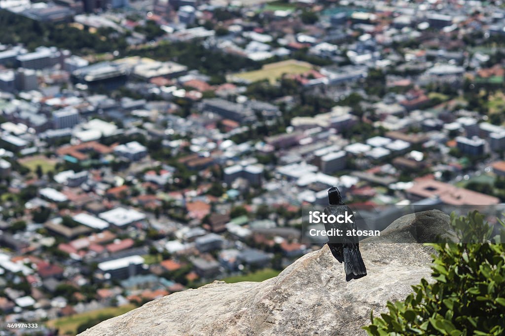 Crow Cape town A Crow perched on top of the Lions Head, Viewing down, Cape Town South Africa Africa Stock Photo