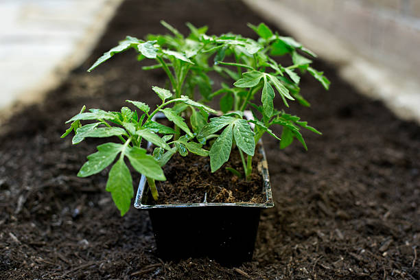 Tomato seedlings ready for planting in home garden