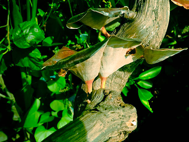 istock Coltricia perennis, Phylum-Mushrooms 469975964