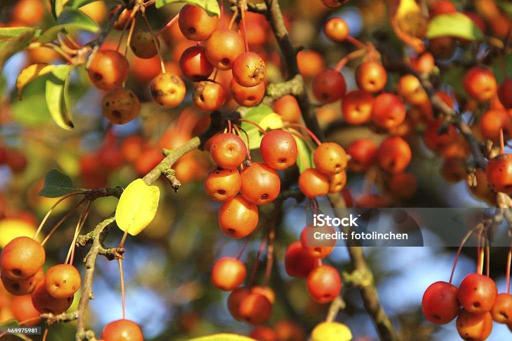 Zierapfel-Crap apple tree - Lizenzfrei Baum Stock-Foto