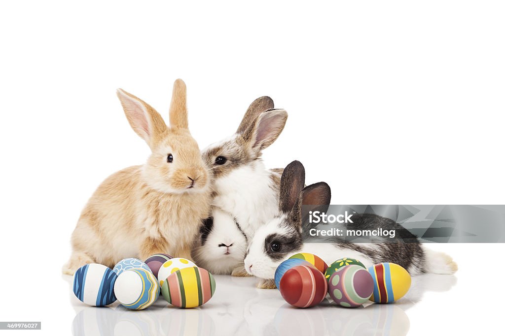 Lapins de Pâques - Photo de Animaux de compagnie libre de droits