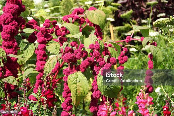 Kugelamarant Stockfoto und mehr Bilder von Quinoa - Quinoa, Amarant, Blatt - Pflanzenbestandteile