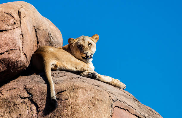istock Lioness on a Rock not happy 469978249