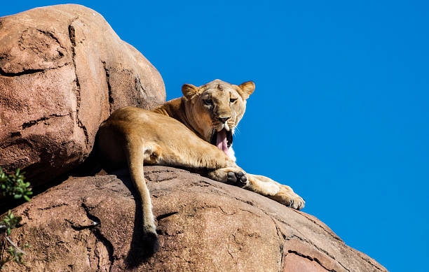 istock Lioness on a Rock with mouth open 469978275
