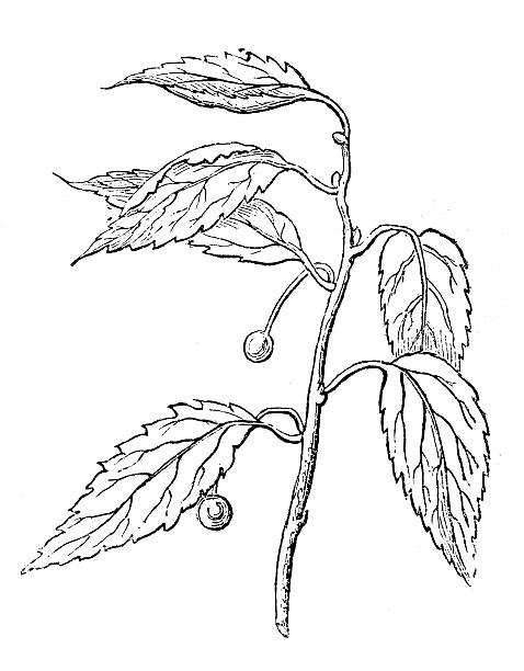 antyczne ilustracja przedstawiająca celtis australis (european nettle drzewo, śródziemnomorskie hackberry) - australis stock illustrations