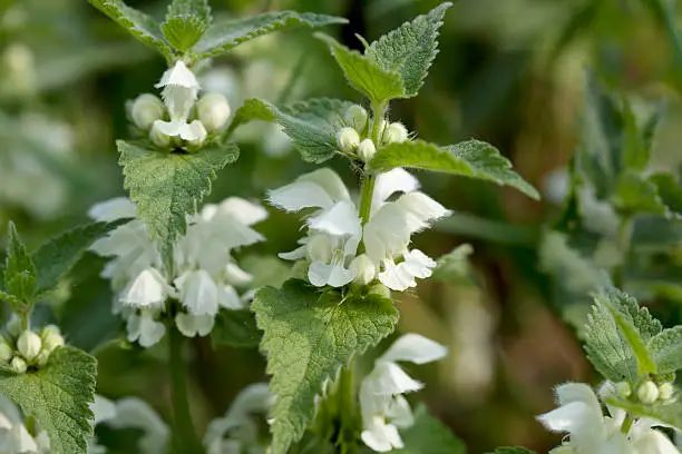 Short to medium, faintly aromatic, patch-forming perennial, stoloniferous; stems spreading to erect. Leaves heart-shaped to oval, toothed, stalked. Flowers white, 20-25mm long, the corolla-tube curved near the base, the upper lip very hairy, the lower lip with 2-3 small teeth.