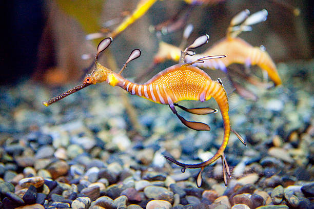 seadragon frondoso - cavalluccio marino foto e immagini stock