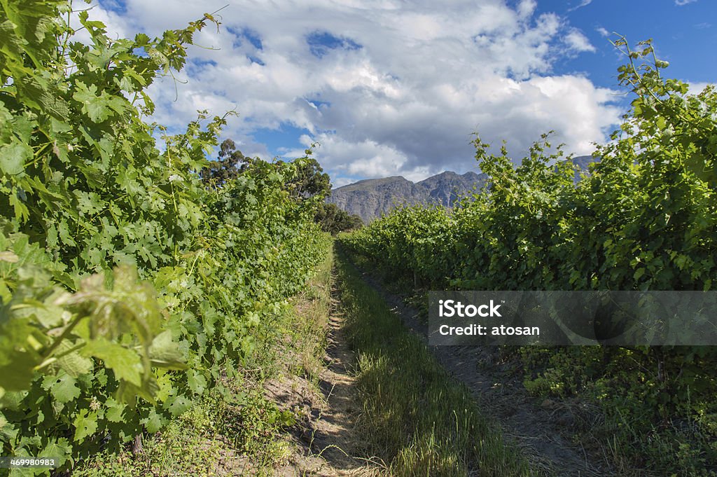 Vineyard in capetown Summer vineyard in the Constantia wine-growing region near Cape Town, South Africa Africa Stock Photo