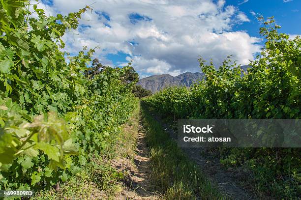 Vineyard In Capetown Stock Photo - Download Image Now - Africa, Agriculture, Cape Town