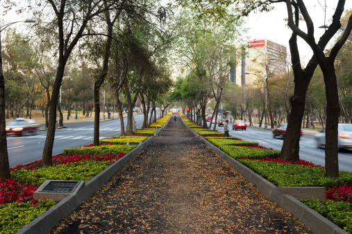 Mexico City, Mexico - February 1, 2014: A man is crossing the avenue and a lonely runner is visible in the background, running along the median pathway at Paseo de la Reforma avenue at Chapultepec Park, early in the morning.