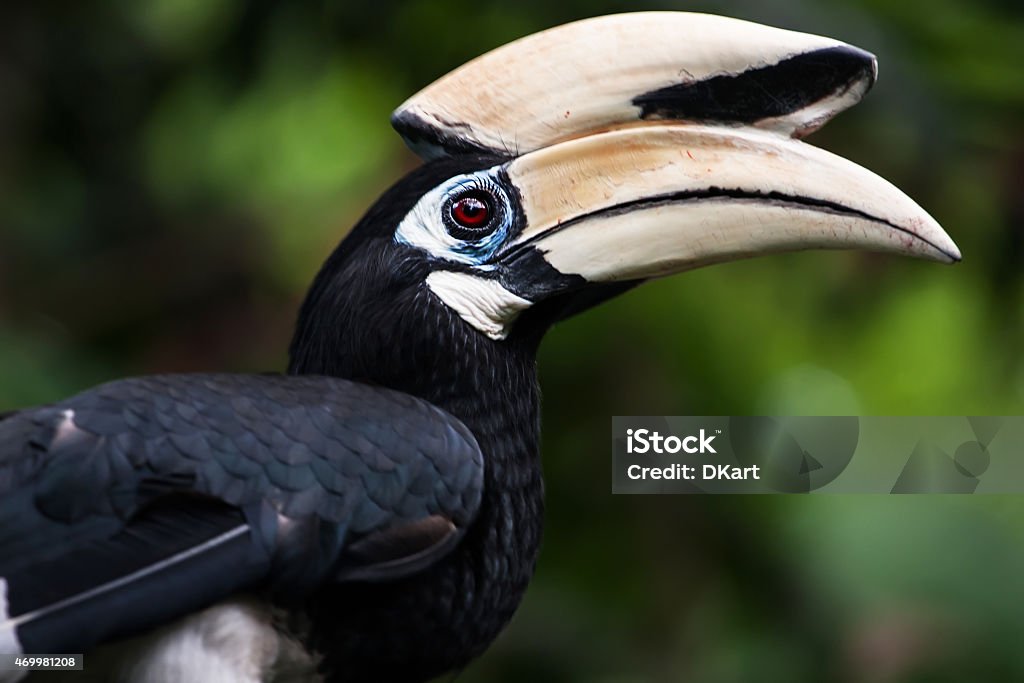 Hornbill Borneo exotic great hornbill bird on branch in Malaysia 2015 Stock Photo