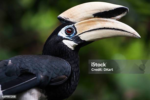Hornbill Stock Photo - Download Image Now - 2015, Animal, Animal Wildlife