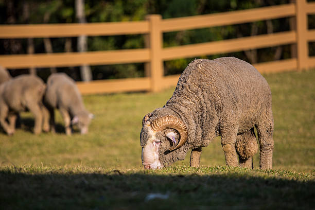 laine de mérinos - lamb merino sheep sheep focus on foreground photos et images de collection