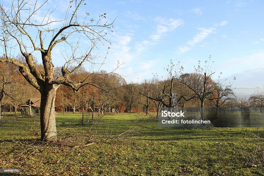 Baum Stutzen - Lizenzfrei Agrarbetrieb Stock-Foto