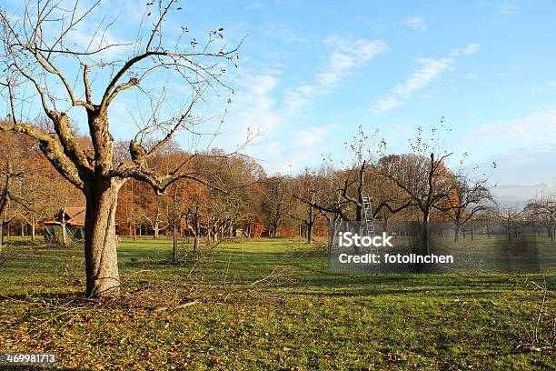 Baum Stutzen Stockfoto und mehr Bilder von Agrarbetrieb - Agrarbetrieb, Apfel, Apfelbaum