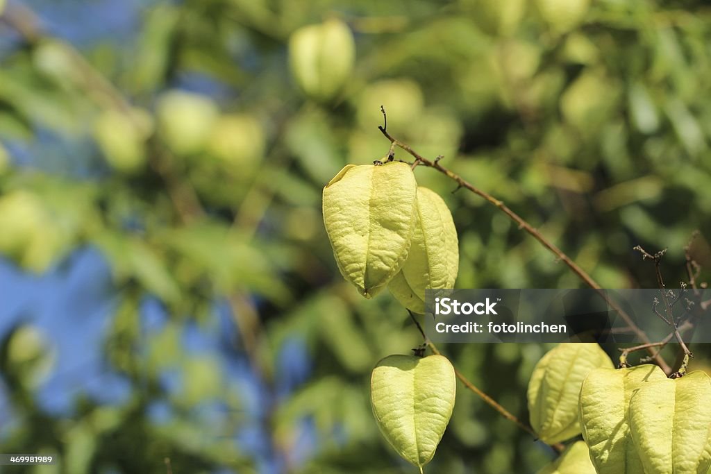 Koelreuteria paniculata tree - Lizenzfrei Ast - Pflanzenbestandteil Stock-Foto