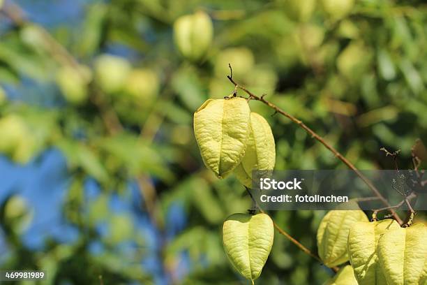 Koelreuteria Paniculata Tree Stockfoto und mehr Bilder von Ast - Pflanzenbestandteil - Ast - Pflanzenbestandteil, Baum, Blatt - Pflanzenbestandteile