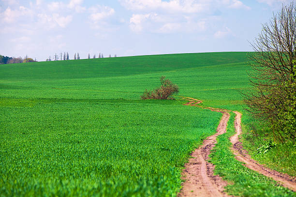 istock Beatiful morning green field with blue heaven 469982742