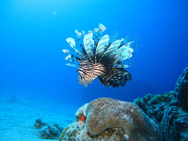 istock lionfish in the carribean sea 469984849