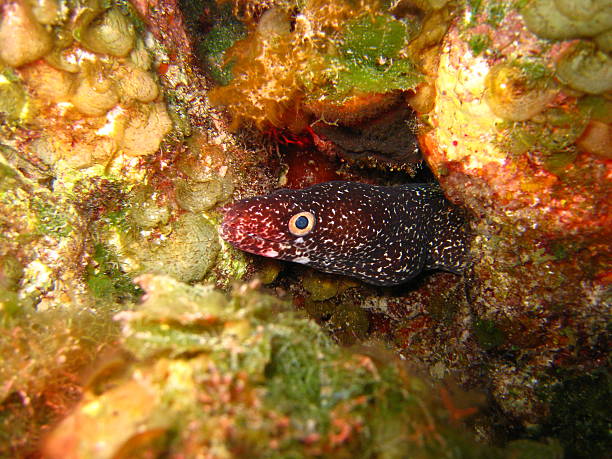 istock Spotted moray eel in the carribean sea 469984881