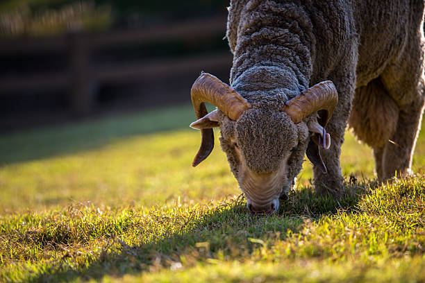 laine de mérinos - lamb merino sheep sheep focus on foreground photos et images de collection