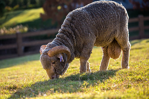 lana merino - lamb merino sheep sheep focus on foreground foto e immagini stock