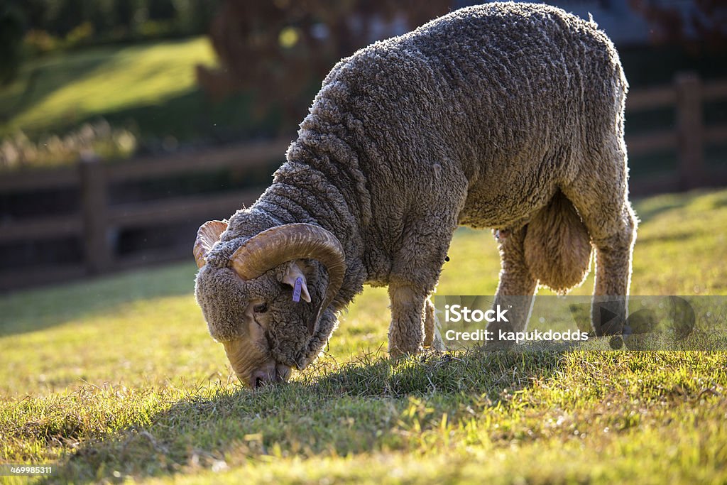 merino Sheep with Lamb and merino in farm Adelaide Stock Photo