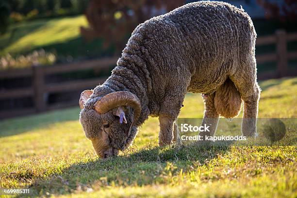 Merino Stock Photo - Download Image Now - Adelaide, Agricultural Field, Animal