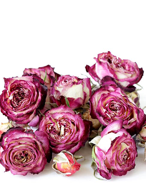 istock flower buds dry roses on a white background 469985319
