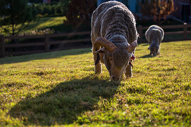 mouton - lamb merino sheep sheep focus on foreground photos et images de collection