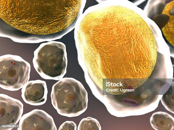 Grasa Las Células Foto de stock y más banco de imágenes de Cuerpo humano - Cuerpo humano, Célula adiposa, Mitocondrio