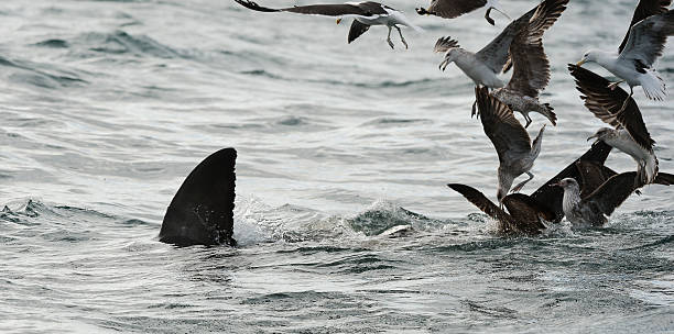 istock Back Fin of a white shark  and Seagulls 469988015