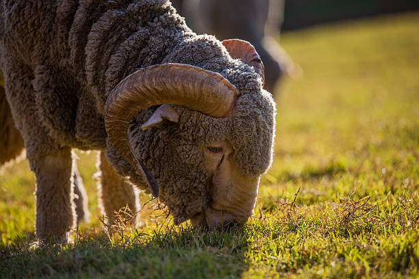 pecore - lamb merino sheep sheep focus on foreground foto e immagini stock