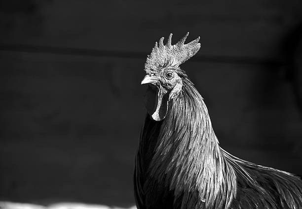 istock portrait of chanticleer 469988703